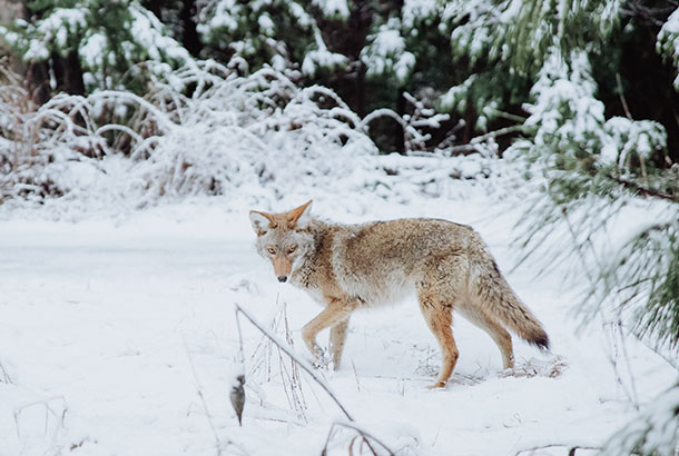 coyotes