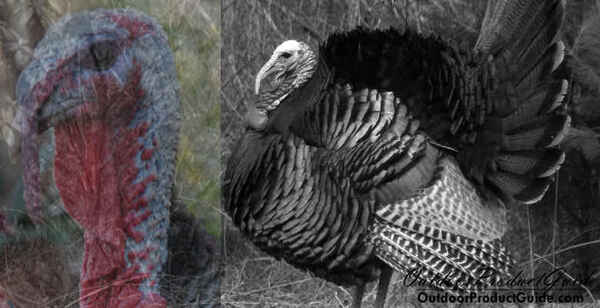 Tips For Afternoon Hunting Turkeys