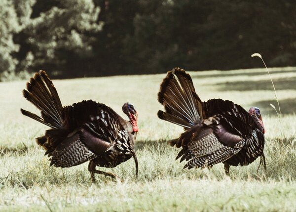 Tips For Afternoon Hunting Turkeys