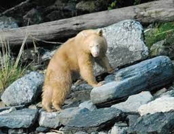 albino black bears