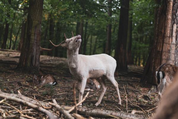 Albino Whitetail Deer