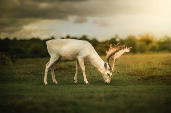 Albino Whitetail Deer