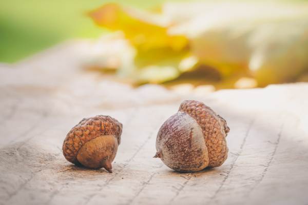 are acorns poisonous