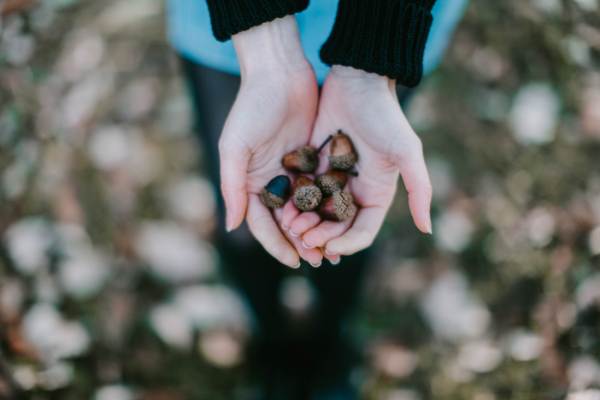 acorns