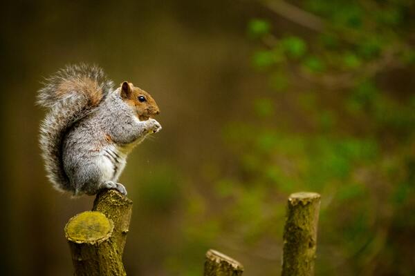 Are Squirrels Dangerous