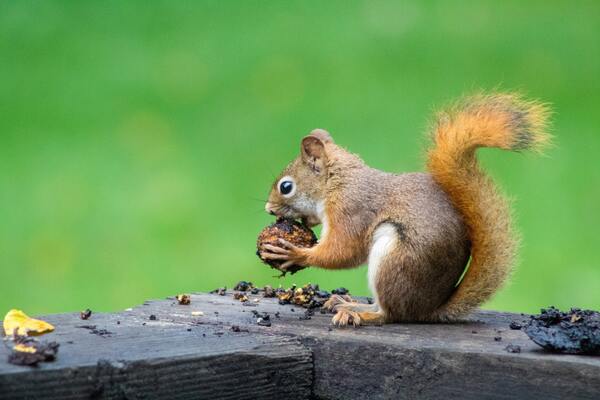 Are Squirrels Dangerous