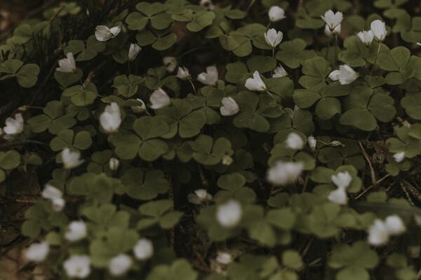 Clover