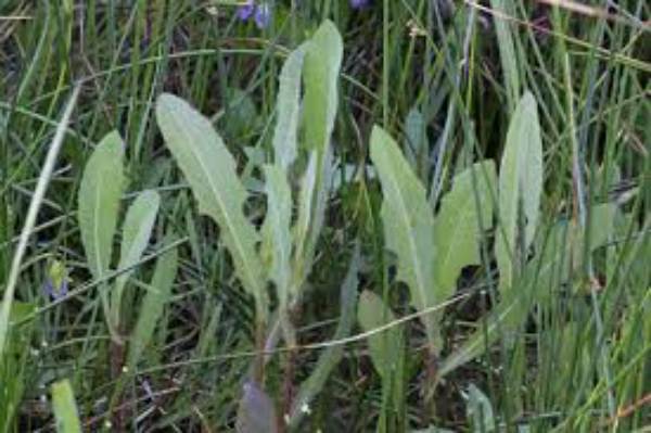 Wild Lettuce Vs Dandelion