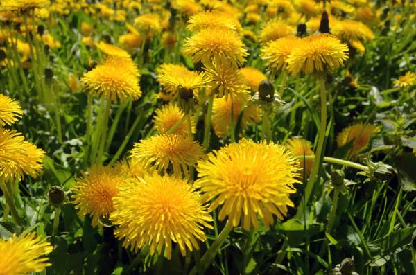 Wild Lettuce Vs Dandelion