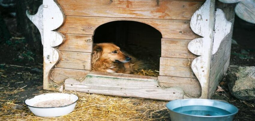 Dog House In Winter