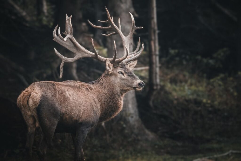 do deer move in the rain