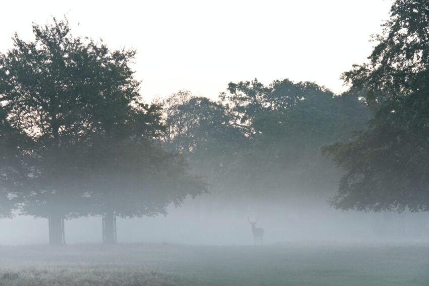 do deer move in the rain