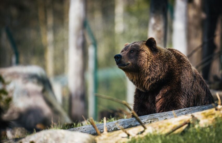 how fast can a grizzly bear run (2)