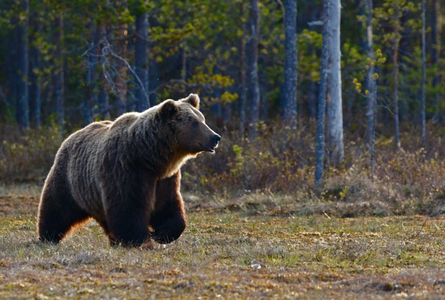 how fast can a grizzly bear run (2)