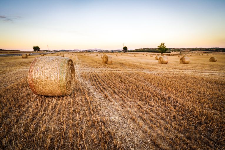 do deer eat hay