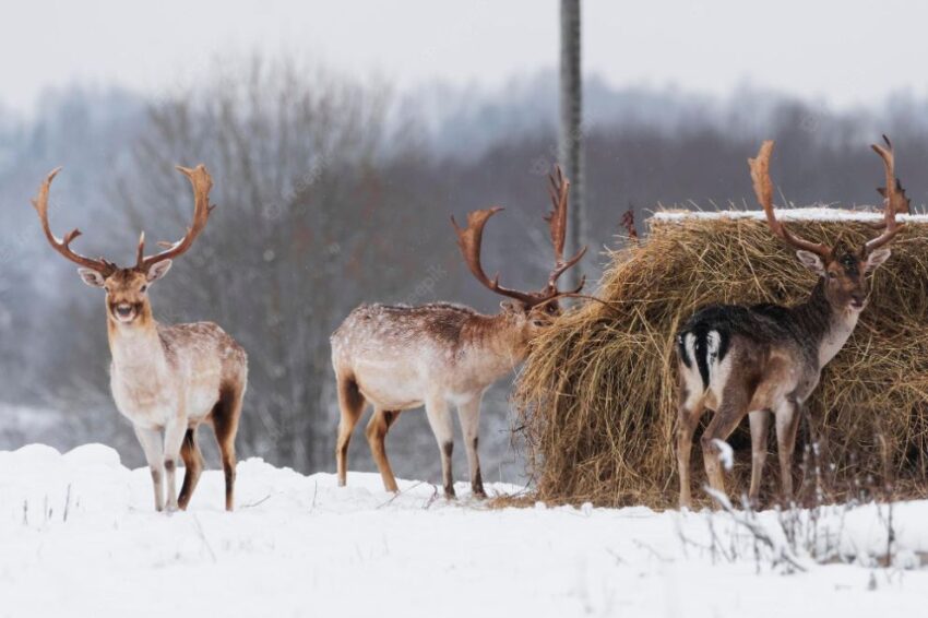 do deer eat hay