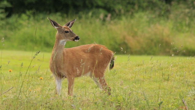 Deer Gestation Period: How Long Do Deer Pregnant? - Baby Bugout Bags