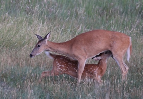 deer gestation period