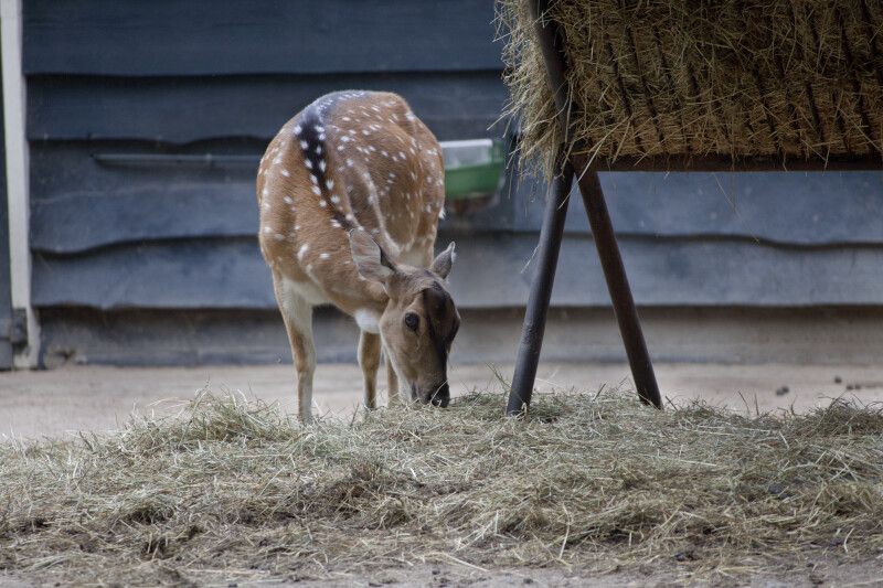 do deer eat hay