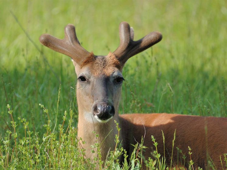 does female deer have antlers