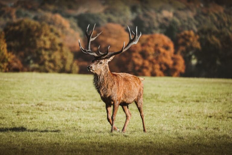 do-female-deer-have-antlers-baby-bugout-bags