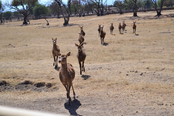 how fast can deer run