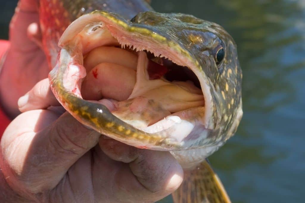 the northern pike teeth