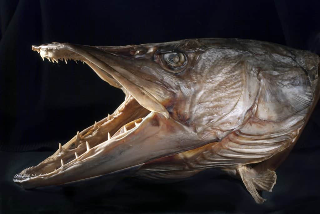 the northern pike teeth