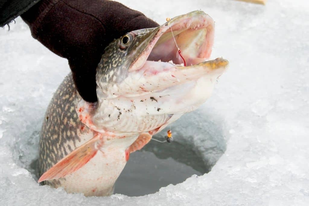 the northern pike teeth