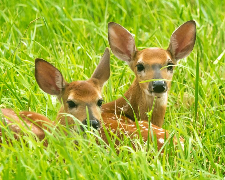 deer gestation period