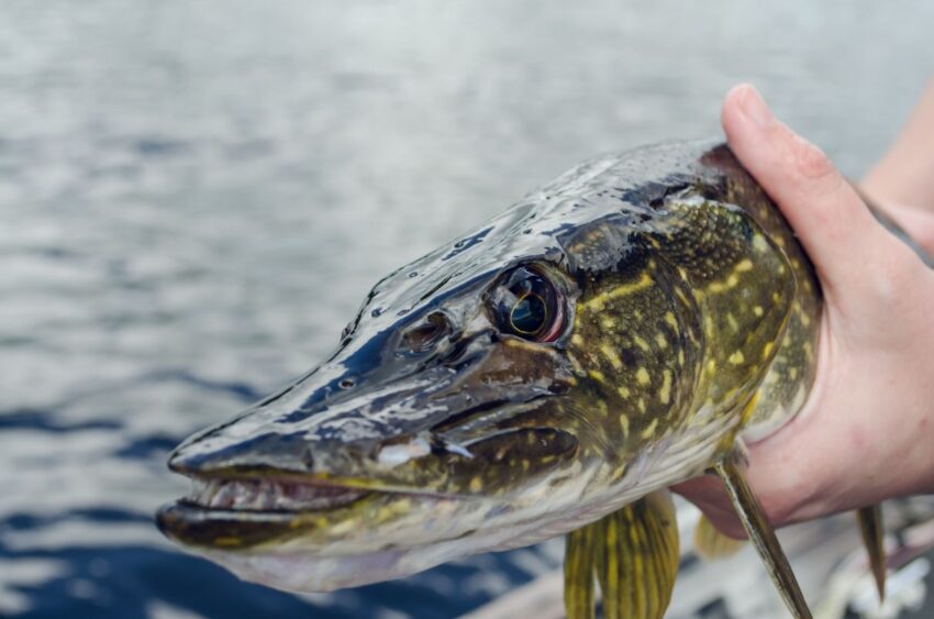 the northern pike teeth