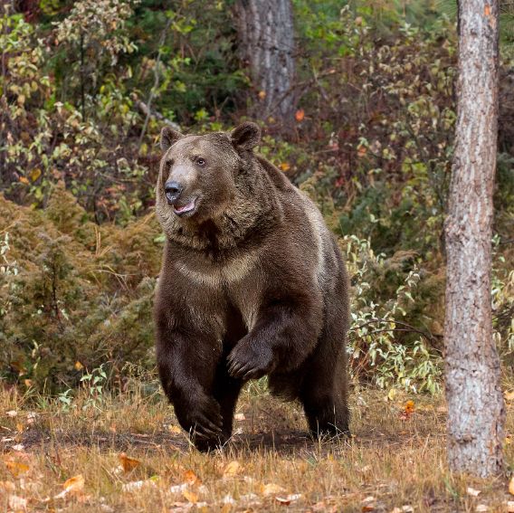 Grizzly Bears