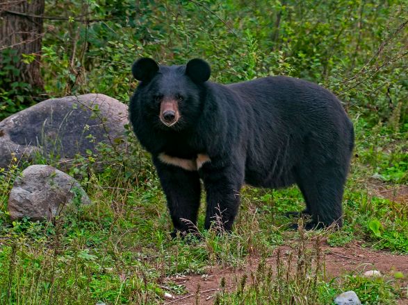 Black Bear