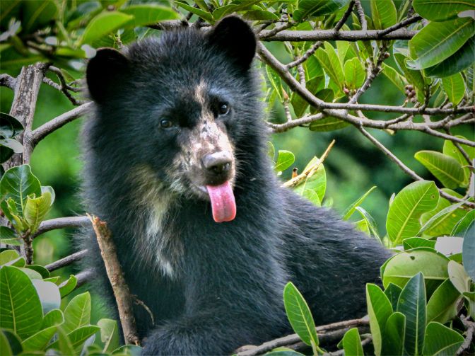 Spectacled Bear