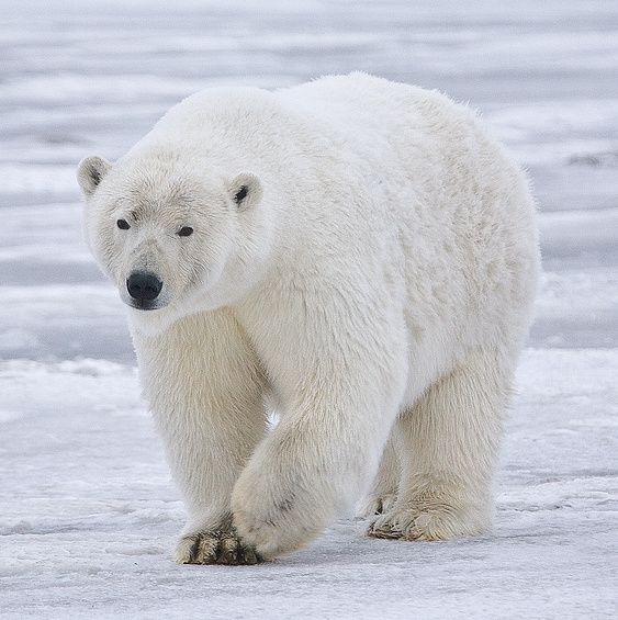 Polar Bears