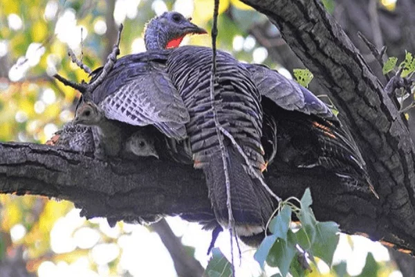 do turkeys sleep in trees