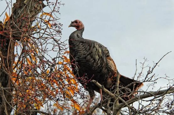 do turkeys sleep in trees