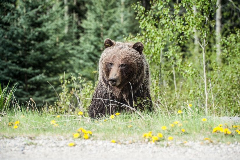 how fast can a bear run