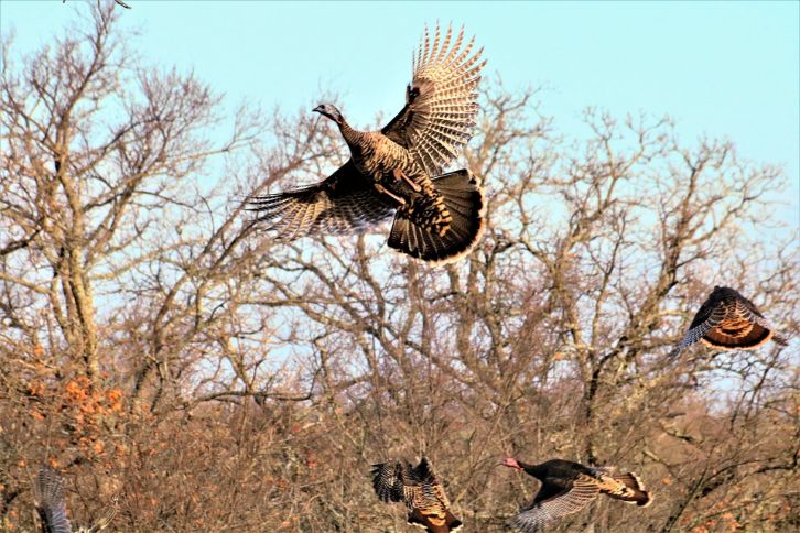 do turkeys sleep in trees