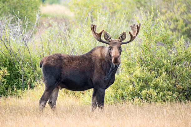 What Sound Does A Moose Make? Why Do They Make Sounds?