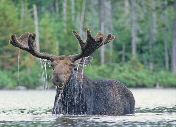 What Sound Does A Moose Make? Why Do They Make Sounds?