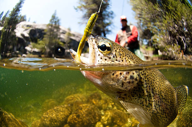 Do Trout Have Teeth? How To Handle A Trout?