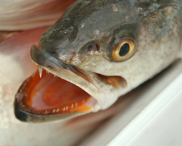 Do Trout Have Teeth? How To Handle A Trout?