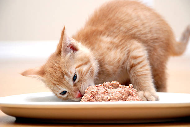 Can Cats Eat Spam? Things You Need To Know