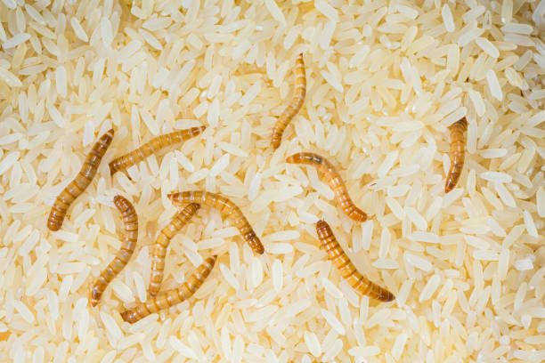 Does Rice Turn Into Maggots? (All You Need To Know)